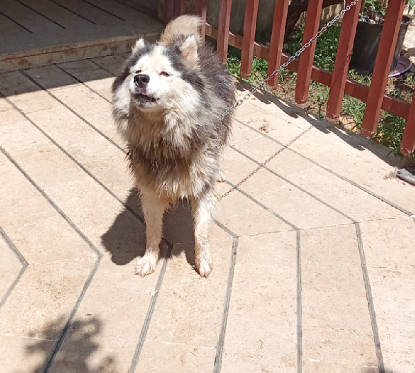Splendida Malamute Vicky